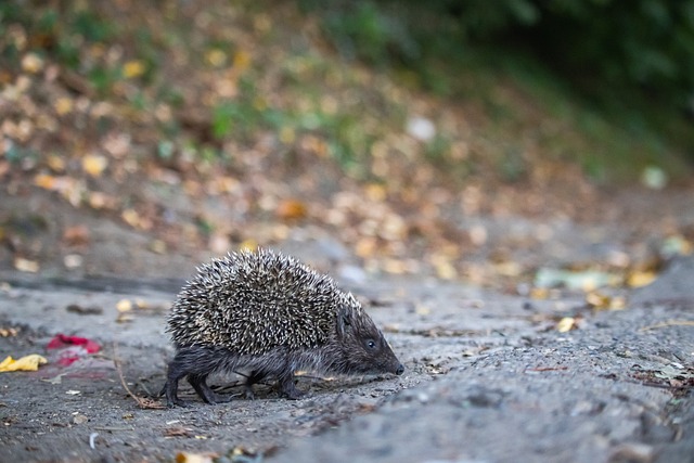 齊放的黃金 齊放的黃金